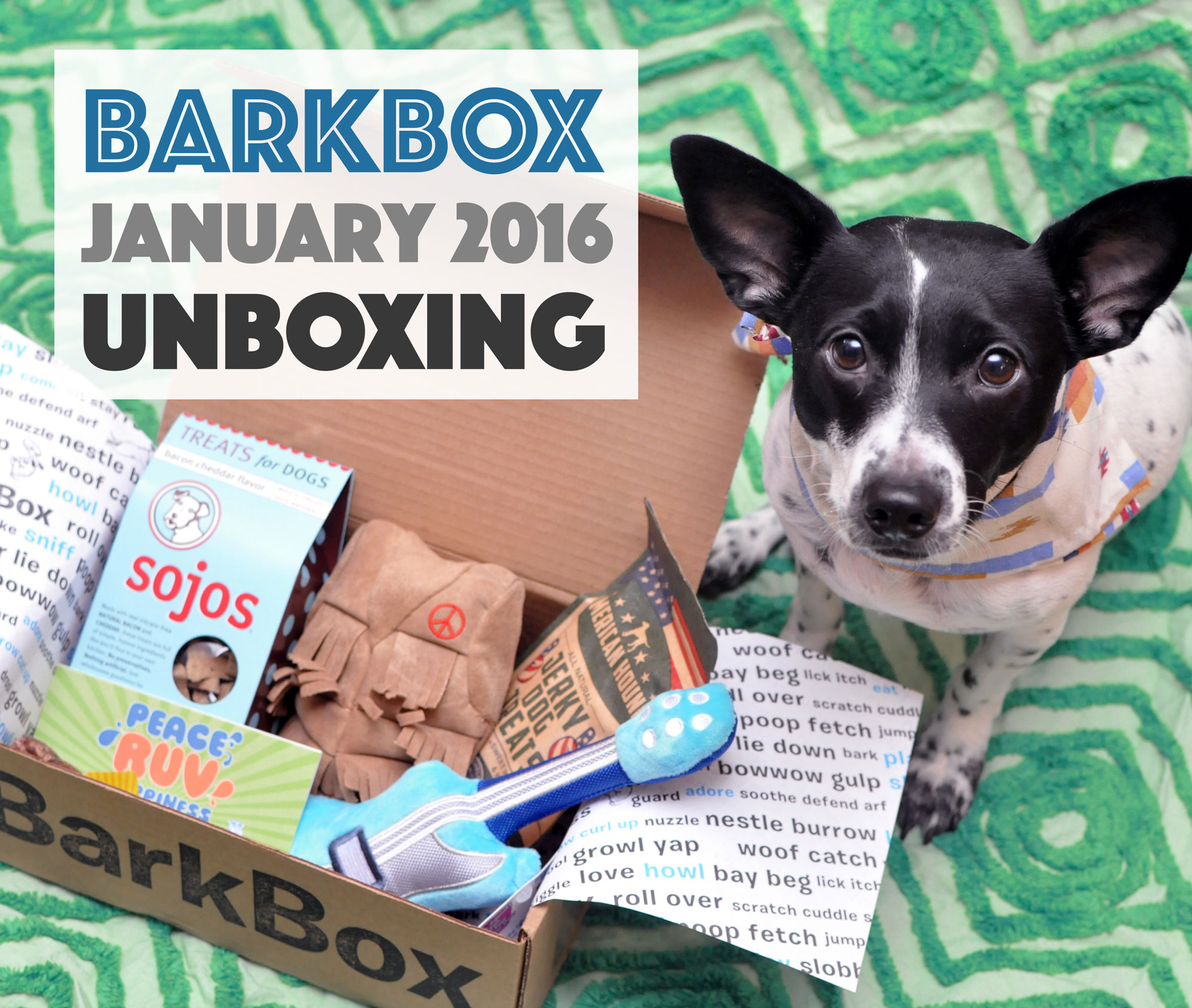 BarkBox January 2016 Unboxing The Broke Dog