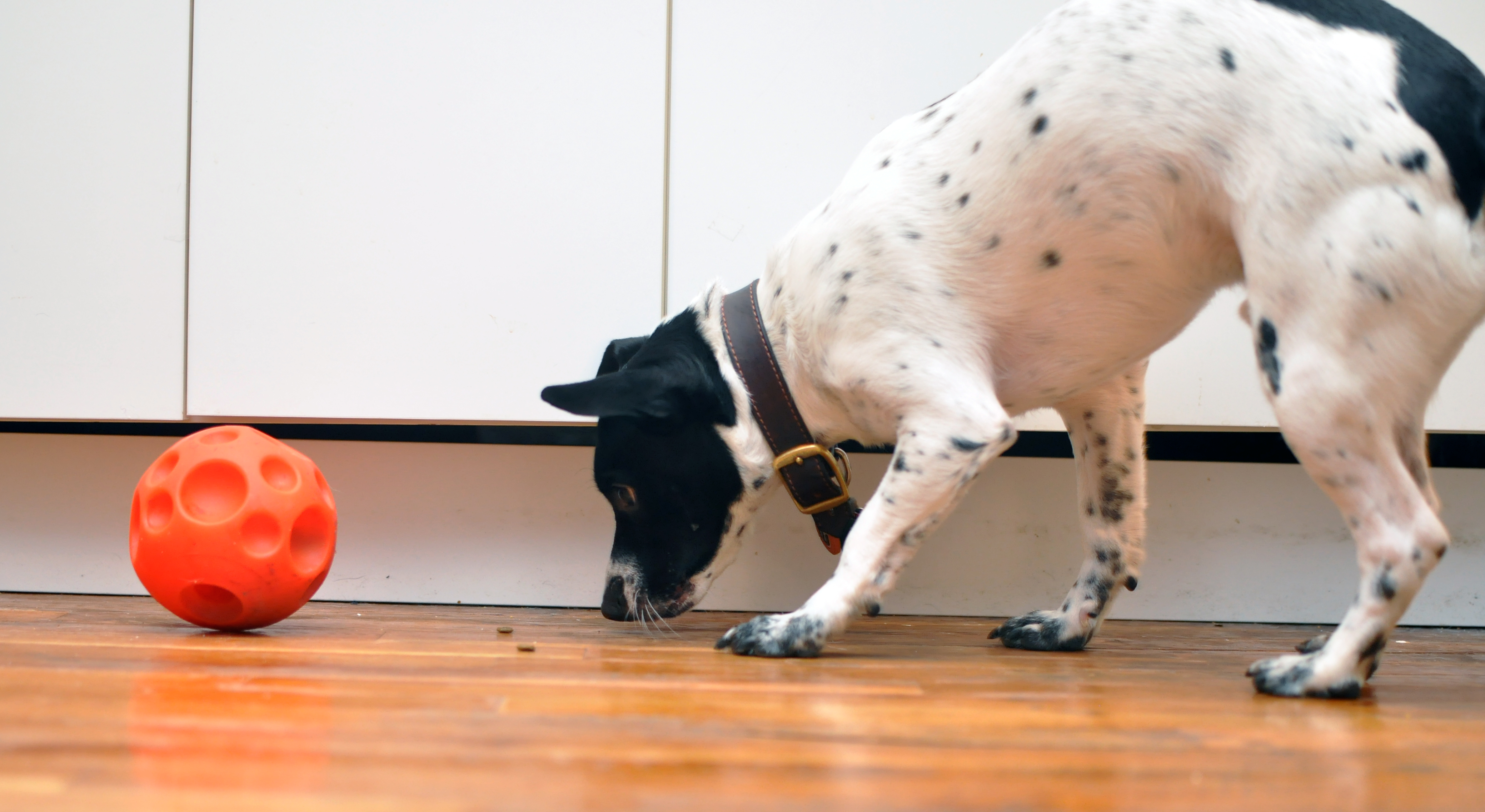 Omega Paw Small Tricky Treat Ball