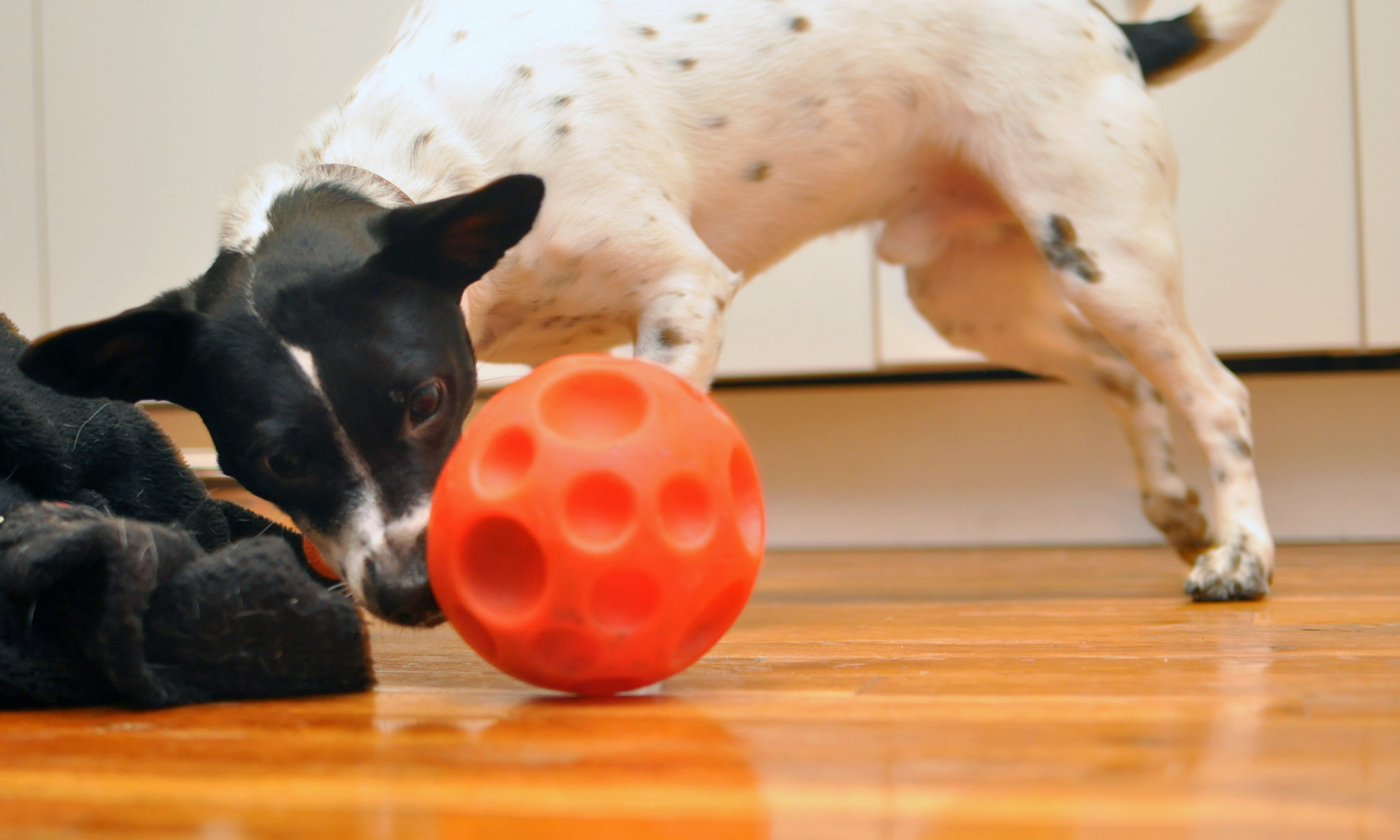 The Broke Dog: The Omega Paw Tricky Treat Ball Product Review