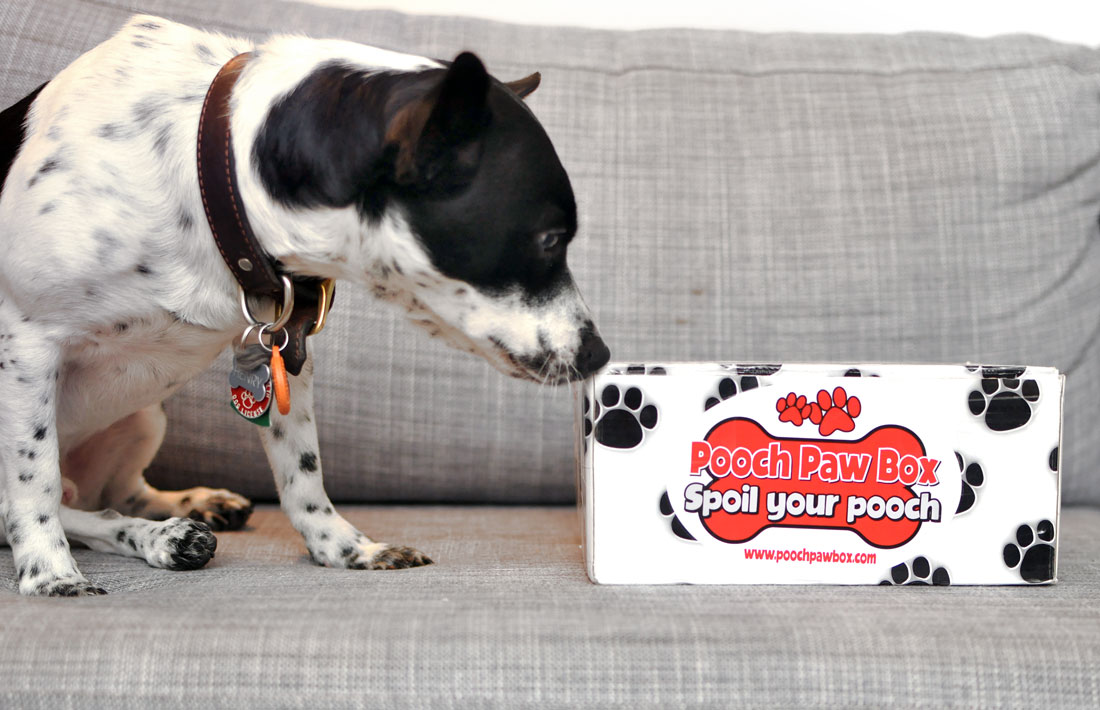 The Broke Dog: Pooch Paw Box January 2016 Unboxing and Review