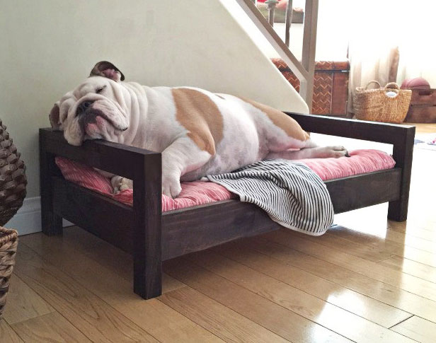 Cozy Cama Small Business Spotlight on The Broke Dog