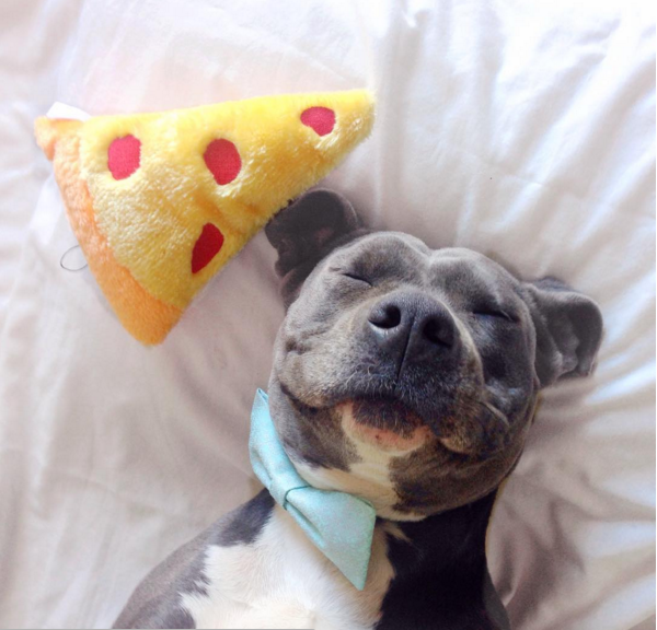 LA Doggy Small Business Spotlight on The Broke Dog