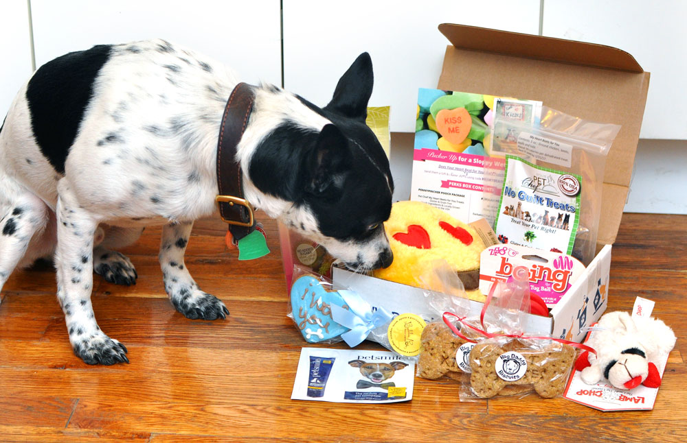 Henry felt the LOVE in his February Valentines-themed Pooch Perks box! Click to see what was inside!