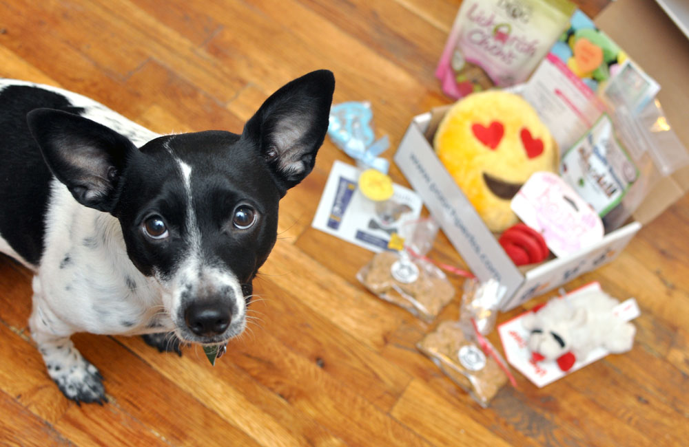 The Broke Dog: Pooch Perks February Box Unboxing and Review
