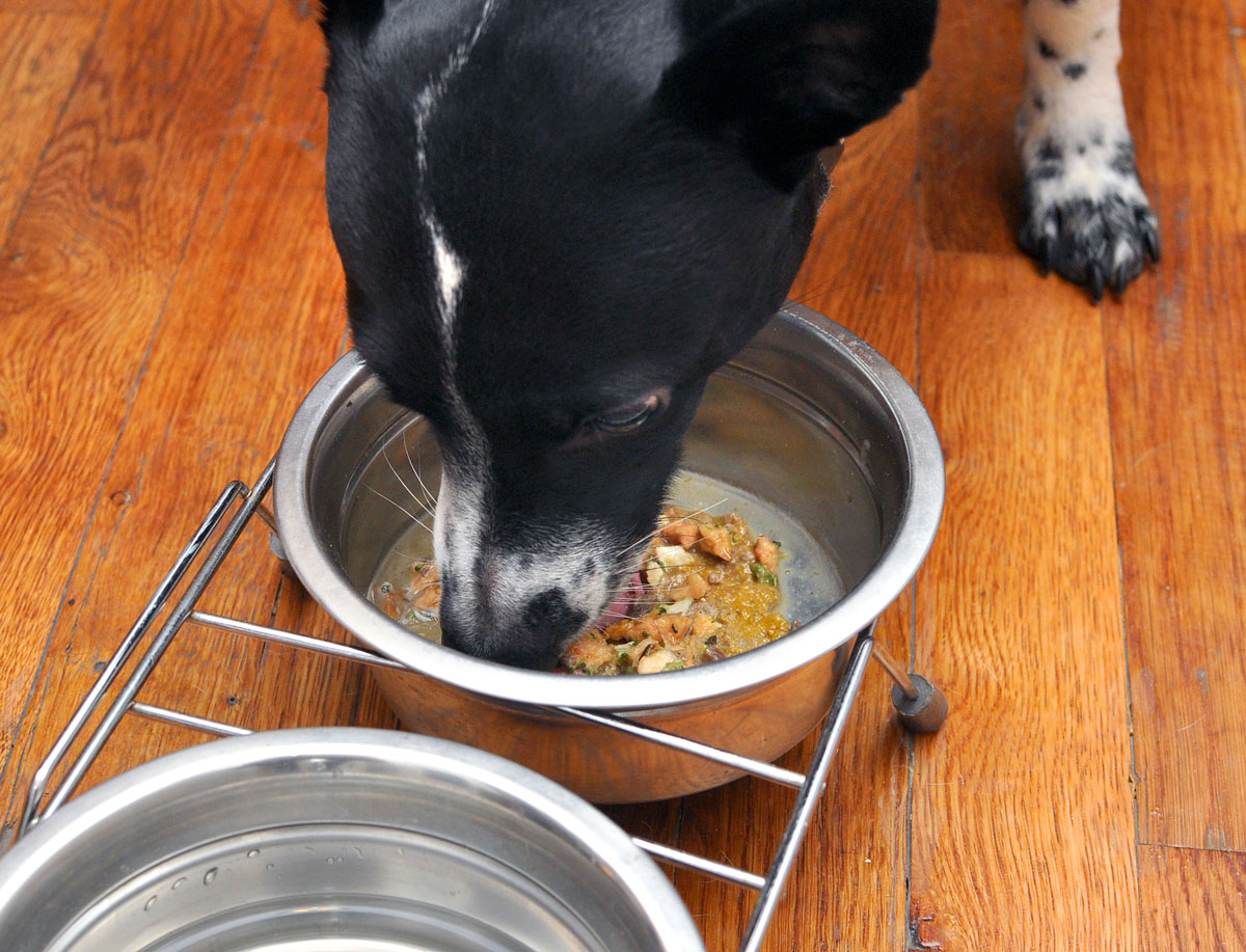 What is irresistible, packed with enzymes and vitamins, and made in the USA from human grade ingredients? Solos! Henry and I took several Sojos items for a test run and have some tips for easily adding raw benefits to your dog's diet!