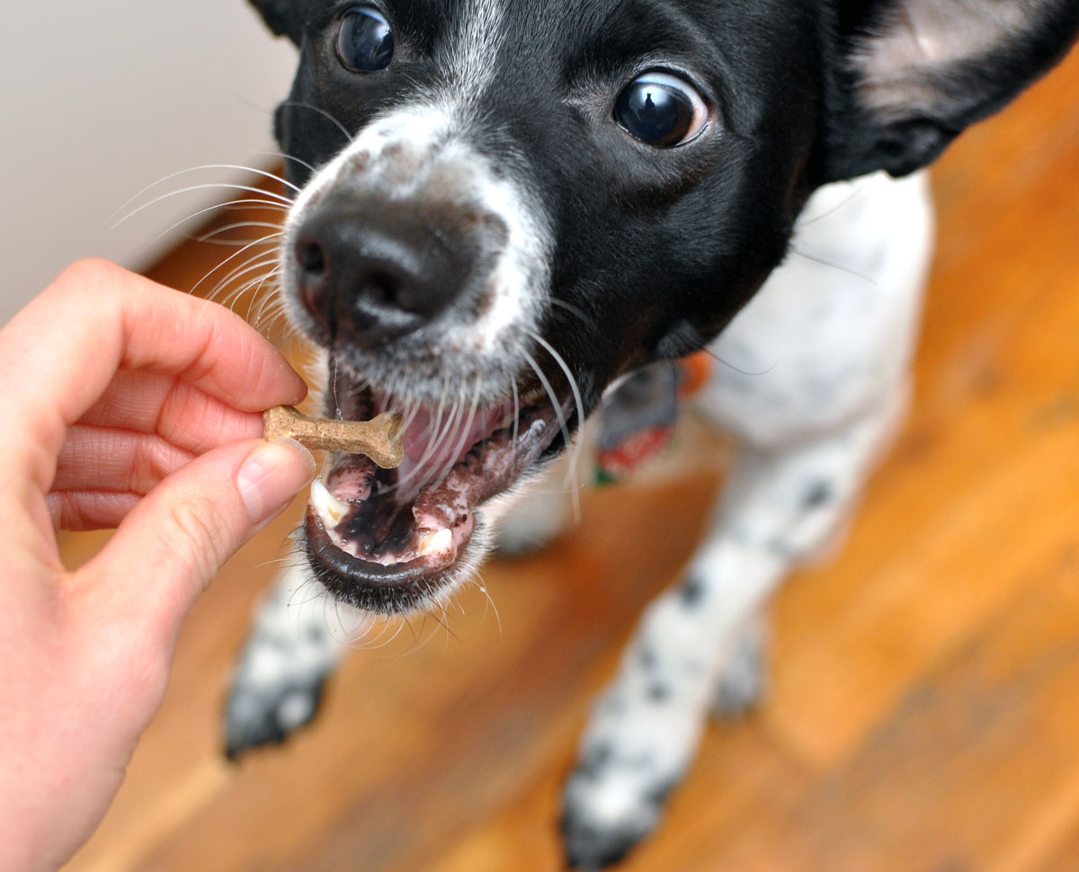 What is irresistible, packed with enzymes and vitamins, and made in the USA from human grade ingredients? Solos! Henry and I took several Sojos items for a test run and have some tips for easily adding raw benefits to your dog's diet!