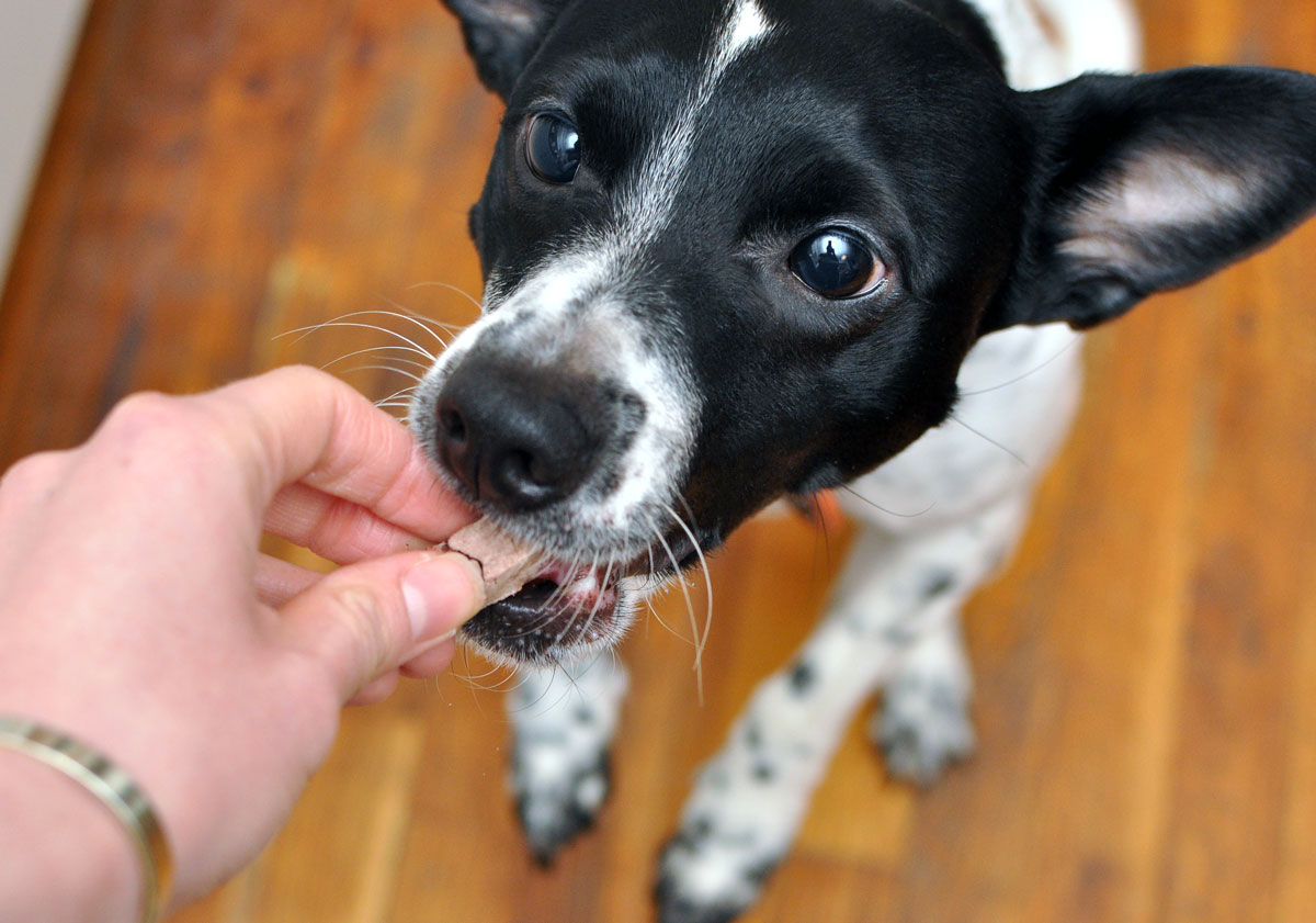 What is irresistible, packed with enzymes and vitamins, and made in the USA from human grade ingredients? Solos! Henry and I took several Sojos items for a test run and have some tips for easily adding raw benefits to your dog's diet!