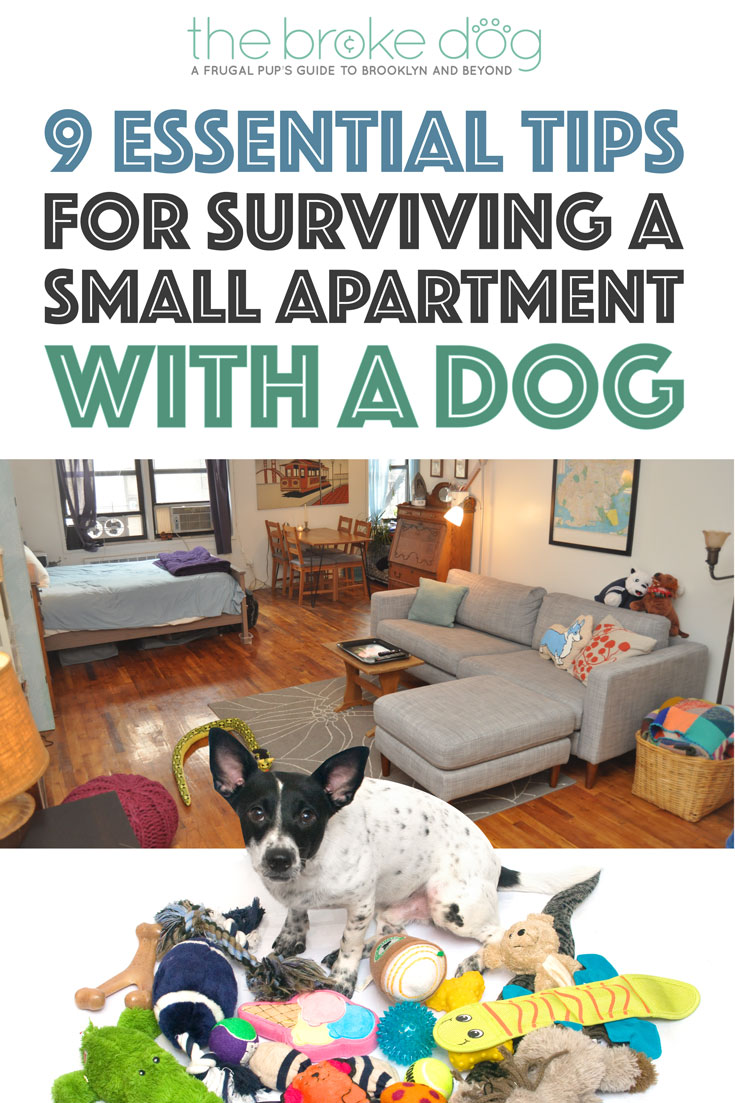 Do you share a small apartment with a dog? It doesn't have to be stressful! Here are nine essential tips to make it easier for both of you.