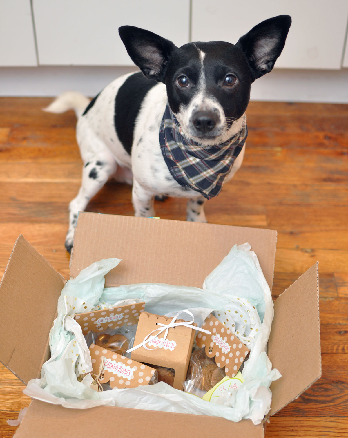 Today's Small Business Spotlight highlights Pupcake Confections, a new bakery for dogs started by Victoria Vargas, a pastry chef in Miami, Florida. Victoria sent Henry a box of goodies to try a few weeks ago, and he loved them so much that I invited her to interview for the blog!