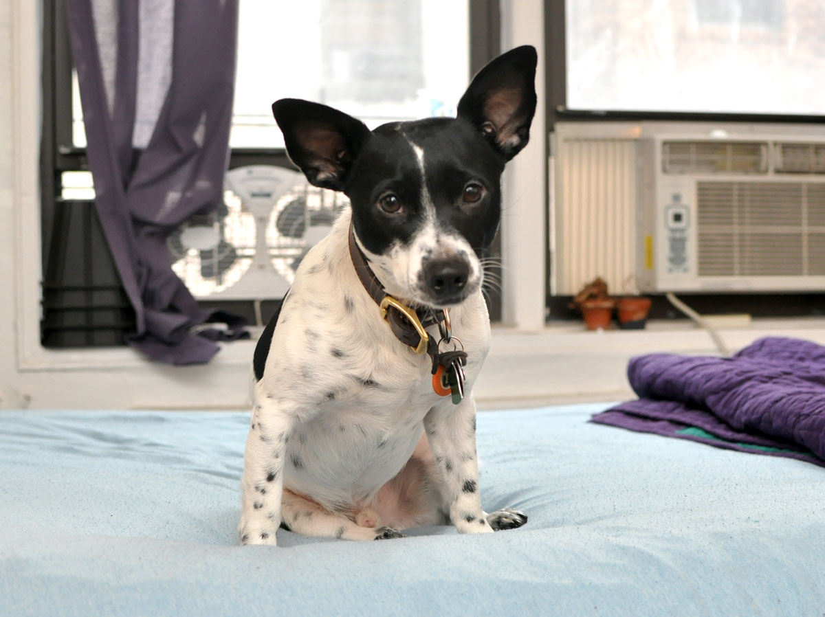 Do you share a small apartment with a dog? It doesn't have to be stressful! Here are nine essential tips to make it easier for both of you.