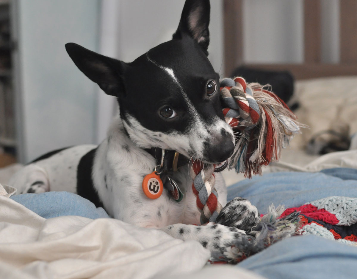 BarkBox Unboxing: March 2016 Sherlock Bones - The Broke Dog