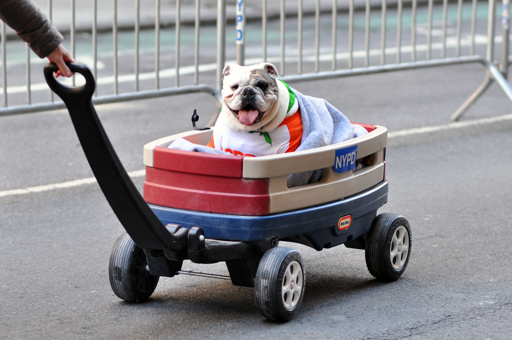 Hundreds of attendees (both animal and human) came out to the first NYC Paws Parade to celebrate the ASPCA's 150th anniversary! Check out our photo gallery for adoptable dogs, costumed dogs, and even a celebrity dog or two!