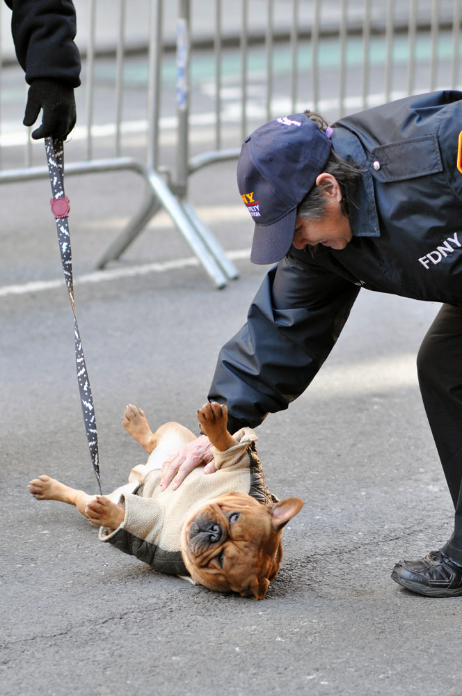 Hundreds of attendees (both animal and human) came out to the first NYC Paws Parade to celebrate the ASPCA's 150th anniversary! Check out our photo gallery for adoptable dogs, costumed dogs, and even a celebrity dog or two!