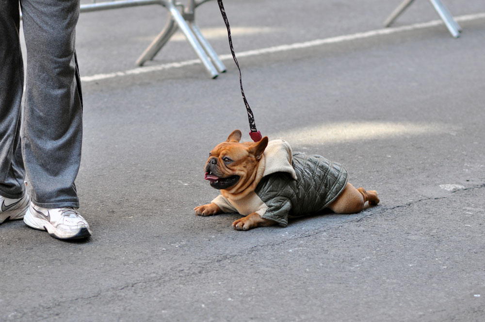 Hundreds of attendees (both animal and human) came out to the first NYC Paws Parade to celebrate the ASPCA's 150th anniversary! Check out our photo gallery for adoptable dogs, costumed dogs, and even a celebrity dog or two!