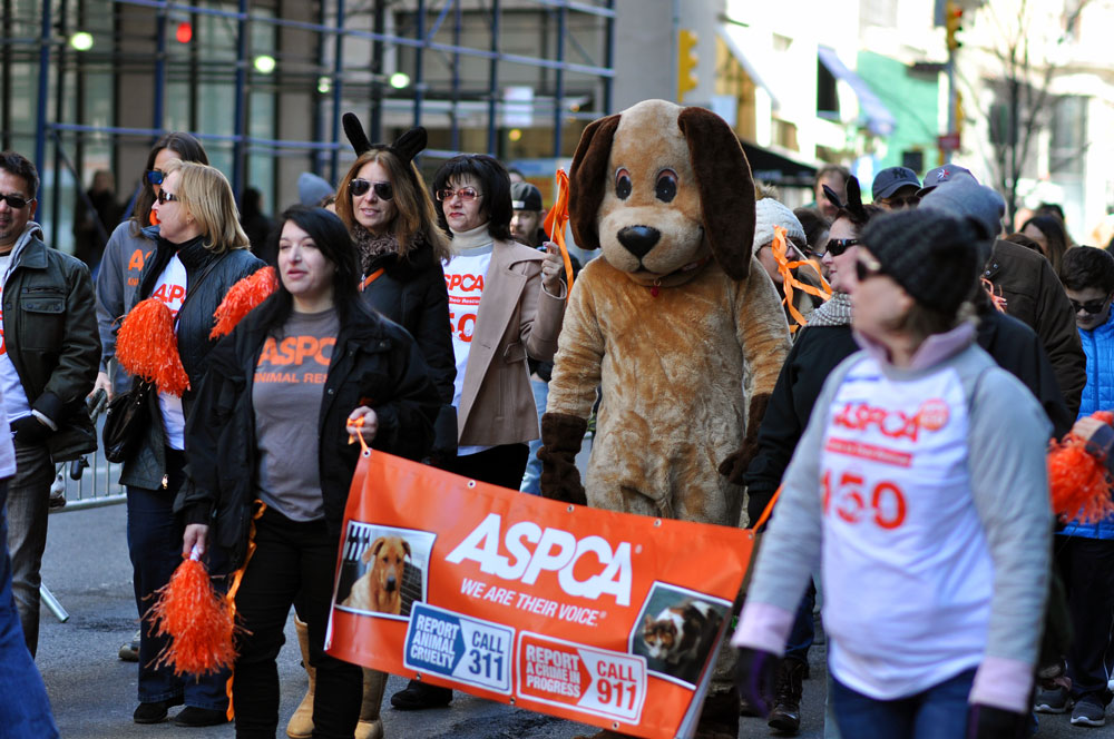 Hundreds of attendees (both animal and human) came out to the first NYC Paws Parade to celebrate the ASPCA's 150th anniversary! Check out our photo gallery for adoptable dogs, costumed dogs, and even a celebrity dog or two!
