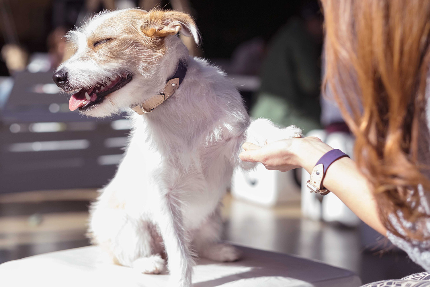 Bearytail Leather Co. makes beautiful matching dog collars and bracelets to show the world how much you love your pup! Tale 20% off with code THEBROKEDOG!
