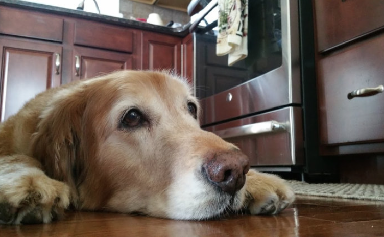 From Nuggie with Love LLC specializes in holistic, artisanal dog treats and premium all-natural pet care products. Henry and I interview the founder, Alley, and give some of their treats a test run!