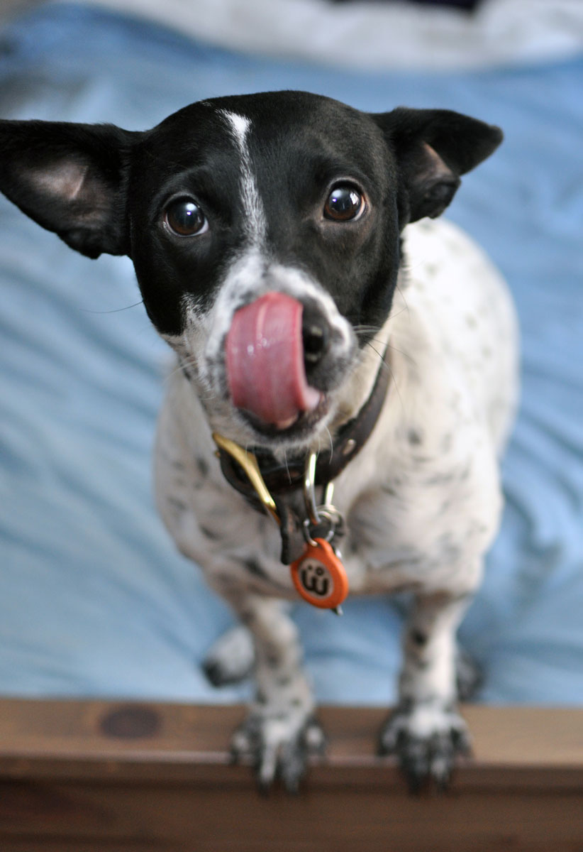 From Nuggie with Love LLC specializes in holistic, artisanal dog treats and premium all-natural pet care products. Henry and I interview the founder, Alley, and give some of their treats a test run!