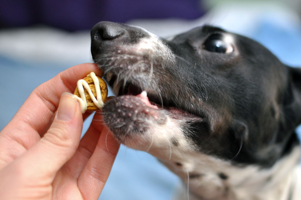 From Nuggie with Love LLC specializes in holistic, artisanal dog treats and premium all-natural pet care products. Henry and I interview the founder, Alley, and give some of their treats a test run!