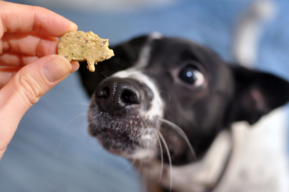 From Nuggie with Love LLC specializes in holistic, artisanal dog treats and premium all-natural pet care products. Henry and I interview the founder, Alley, and give some of their treats a test run!