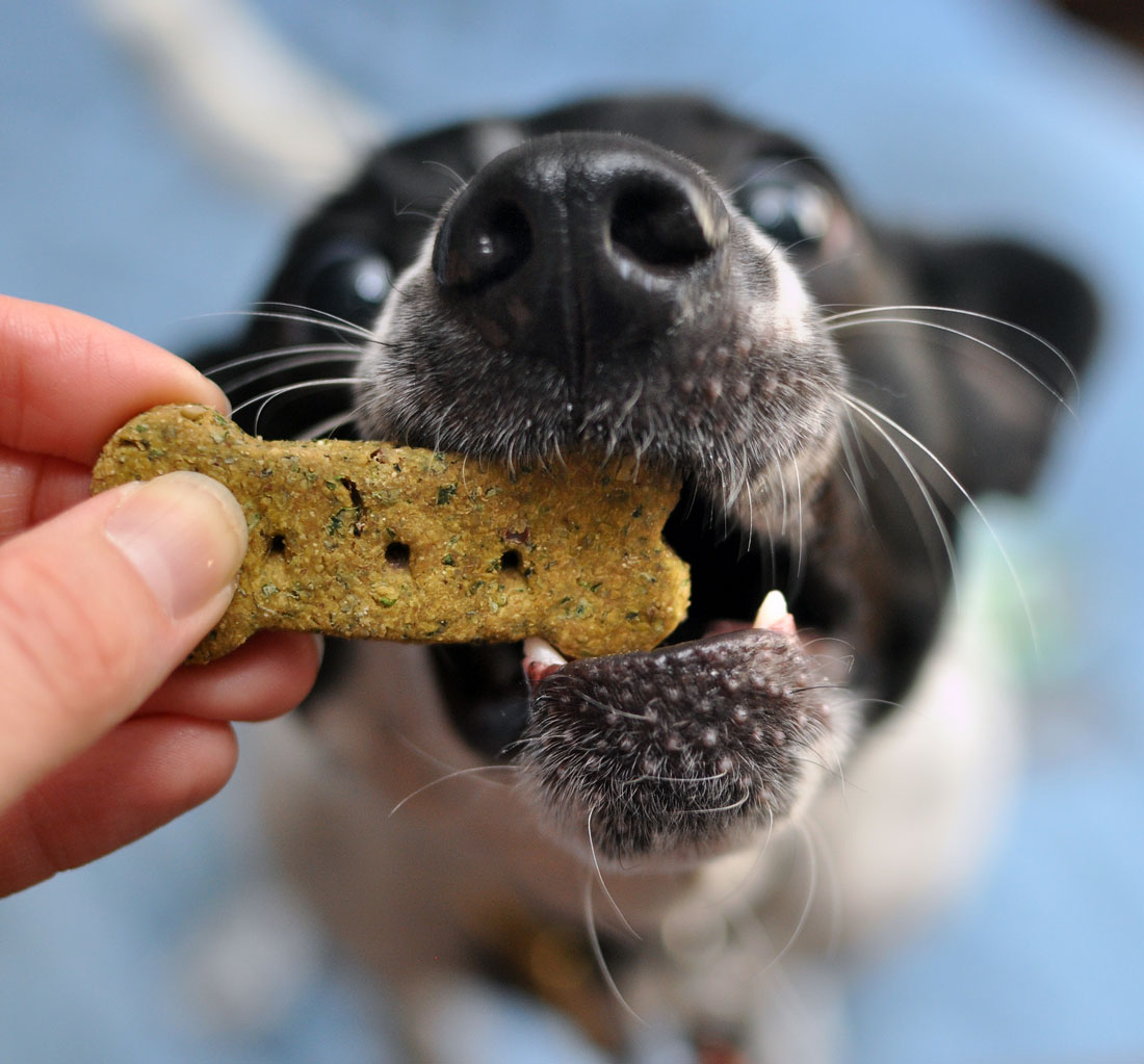 From Nuggie with Love LLC specializes in holistic, artisanal dog treats and premium all-natural pet care products. Henry and I interview the founder, Alley, and give some of their treats a test run!