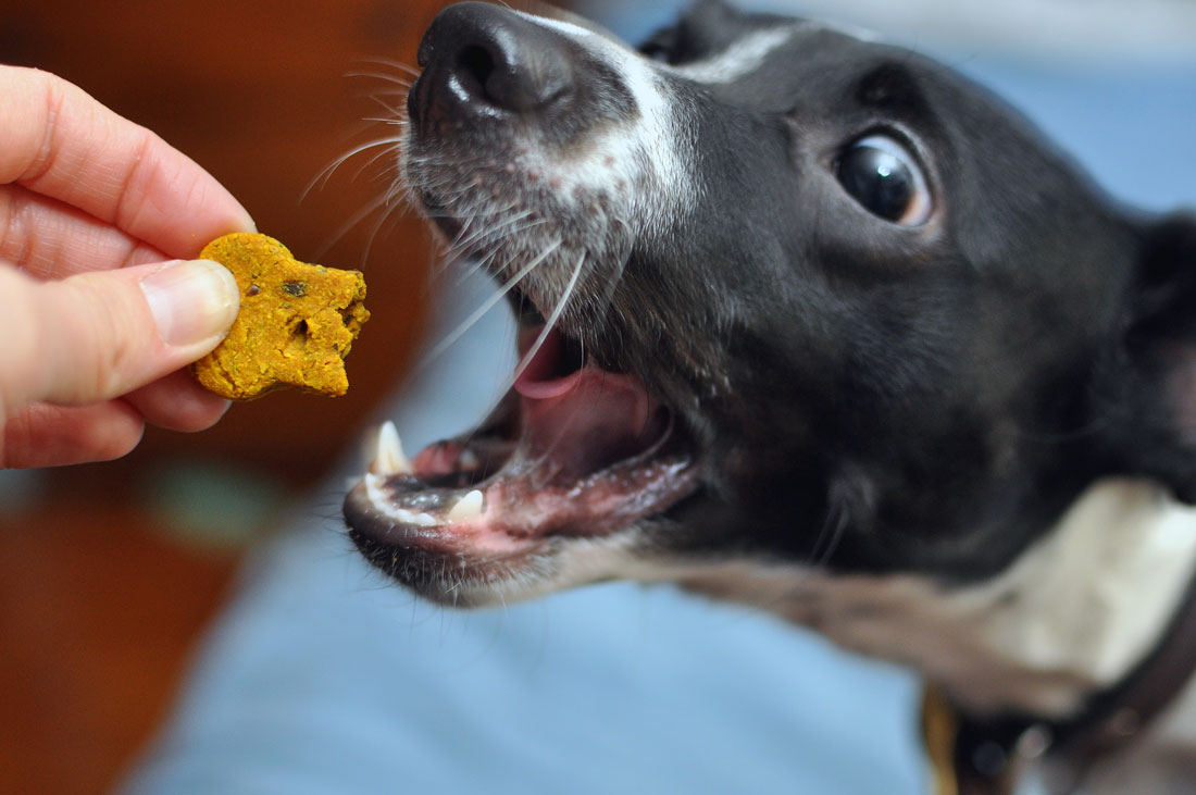 From Nuggie with Love LLC specializes in holistic, artisanal dog treats and premium all-natural pet care products. Henry and I interview the founder, Alley, and give some of their treats a test run!