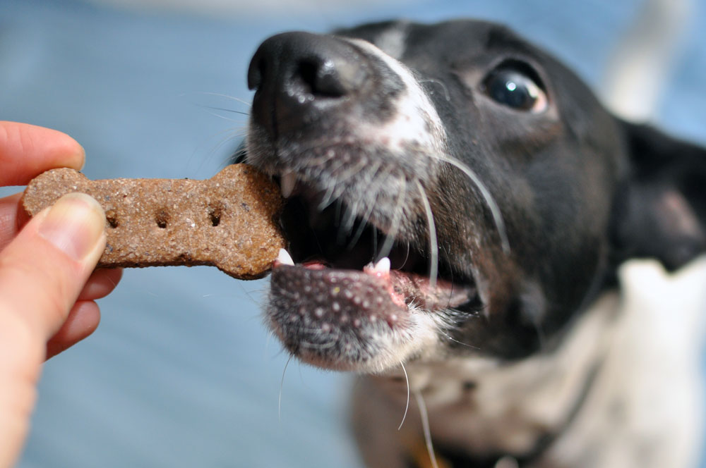 From Nuggie with Love LLC specializes in holistic, artisanal dog treats and premium all-natural pet care products. Henry and I interview the founder, Alley, and give some of their treats a test run!