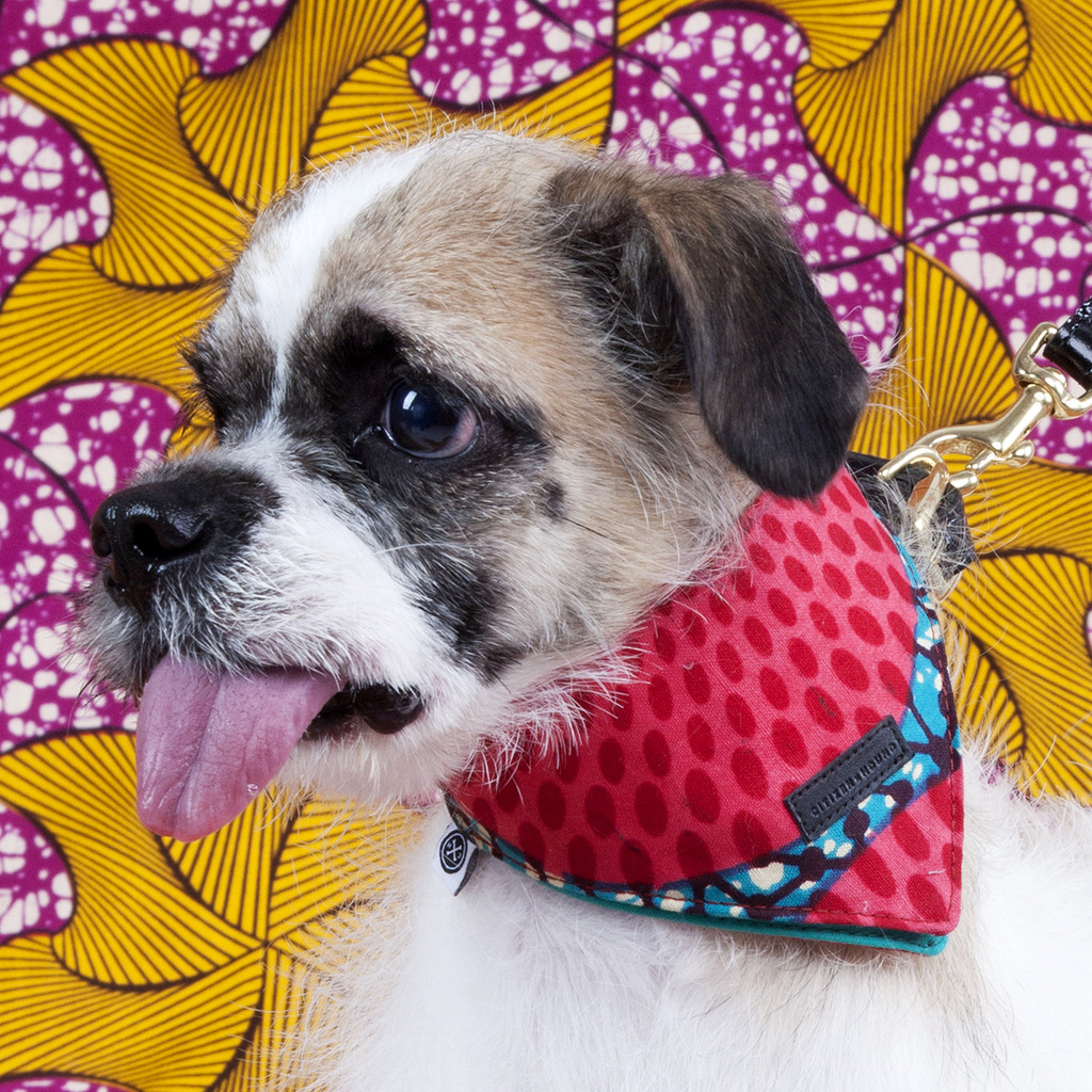 Introducing Citizen x Hound, a new New York City-based brand for the modern dog that features collections based on New York neighborhoods and towns.