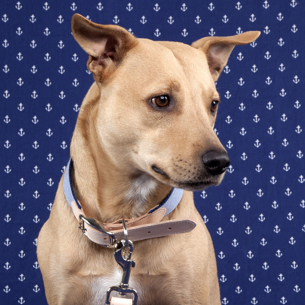 Introducing Citizen x Hound, a new New York City-based brand for the modern dog that features collections based on New York neighborhoods and towns.
