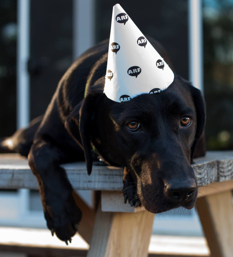 Have a doggie birthday coming up? Don't know to start? HAPPY ARFDAY is the cake mix for you! 