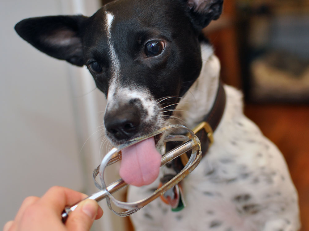 Have a doggie birthday coming up? Don't know to start? HAPPY ARFDAY is the cake mix for you!