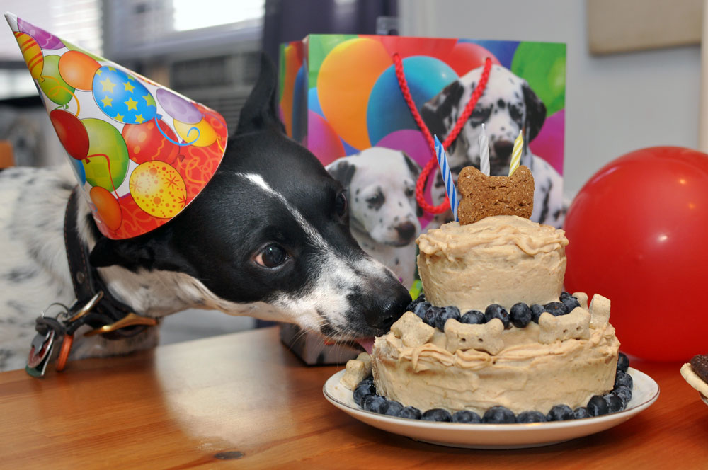 Have a doggie birthday coming up? Don't know to start? HAPPY ARFDAY is the cake mix for you!
