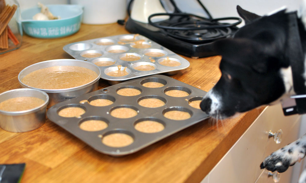Have a doggie birthday coming up? Don't know to start? HAPPY ARFDAY is the cake mix for you!