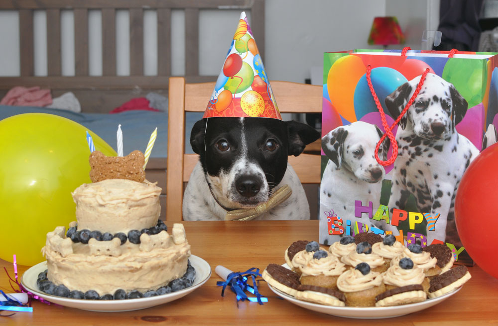 Have a doggie birthday coming up? Don't know to start? HAPPY ARFDAY is the cake mix for you! 