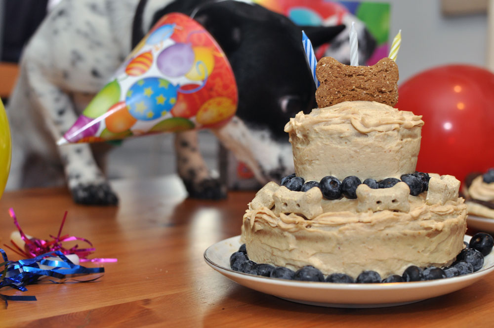 Have a doggie birthday coming up? Don't know to start? HAPPY ARFDAY is the cake mix for you!