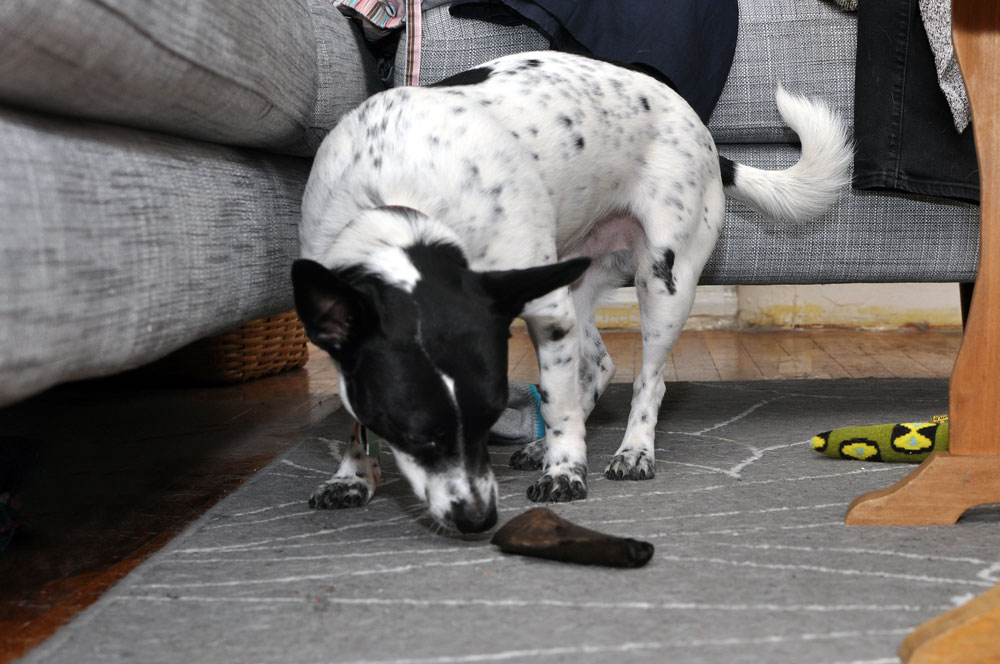 The lovely folks at Barkworthies sent Henry a Goat Horn Chew to review, and I couldn't wait to see his reaction to this natural, long-lasting chew!