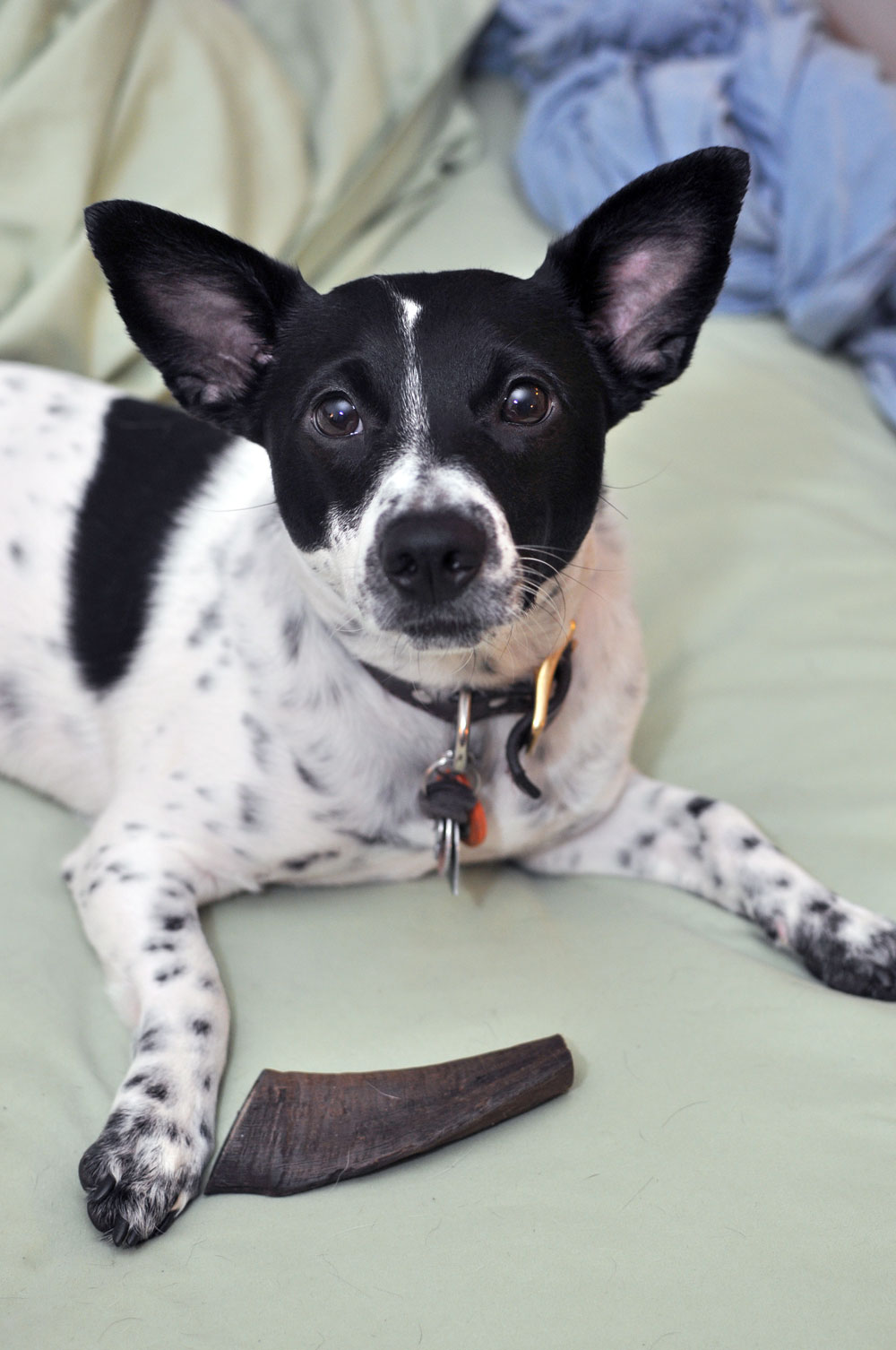 The lovely folks at Barkworthies sent Henry a Goat Horn Chew to review, and I couldn't wait to see his reaction to this natural, long-lasting chew!