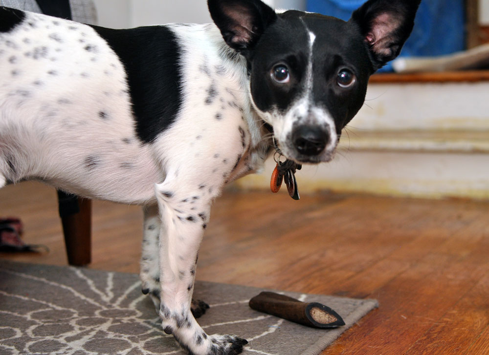 The lovely folks at Barkworthies sent Henry a Goat Horn Chew to review, and I couldn't wait to see his reaction to this natural, long-lasting chew!