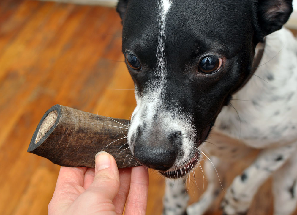 The lovely folks at Barkworthies sent Henry a Goat Horn Chew to review, and I couldn't wait to see his reaction to this natural, long-lasting chew!