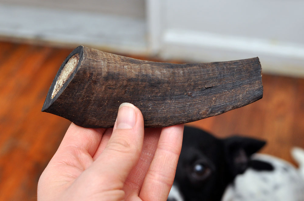 The lovely folks at Barkworthies sent Henry a Goat Horn Chew to review, and I couldn't wait to see his reaction to this natural, long-lasting chew!