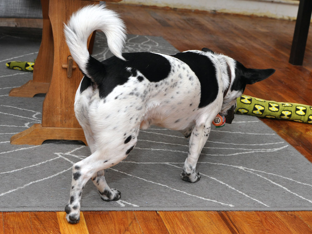 The lovely folks at Barkworthies sent Henry a Goat Horn Chew to review, and I couldn't wait to see his reaction to this natural, long-lasting chew!