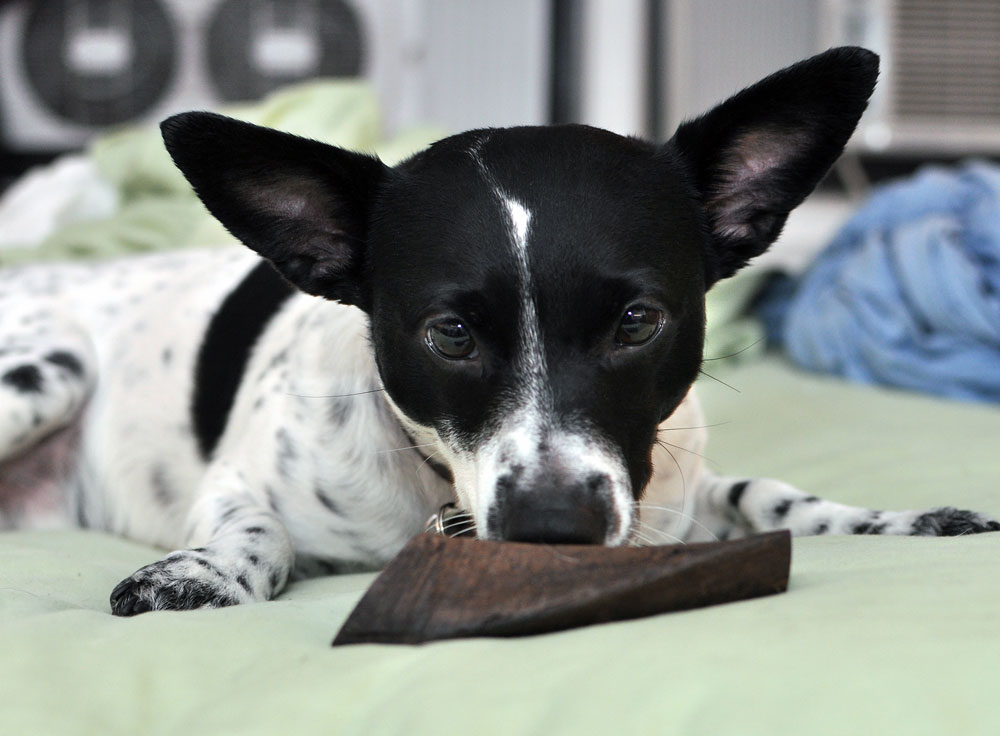 The lovely folks at Barkworthies sent Henry a Goat Horn Chew to review, and I couldn't wait to see his reaction to this natural, long-lasting chew!