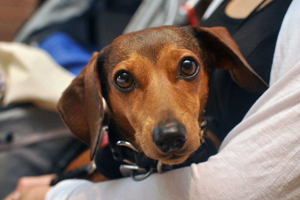 The 10 things I loved most about the BlogPaws 2016 Conference!