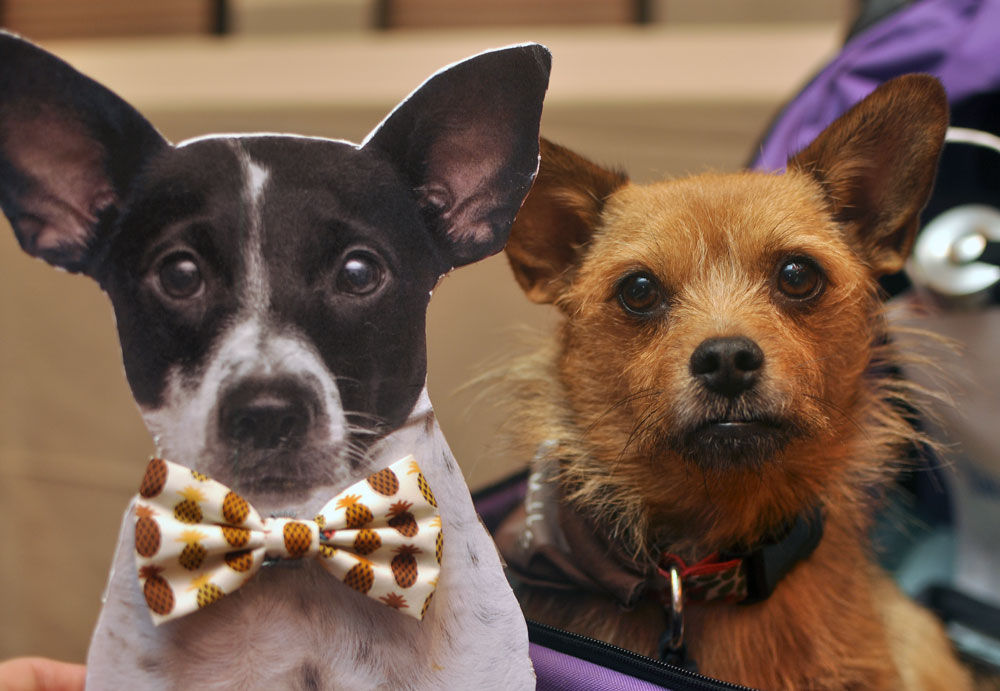 The 10 things I loved most about my first BlogPaws Conference! Flat Henry and Jada from The Chesnut Mutts.
