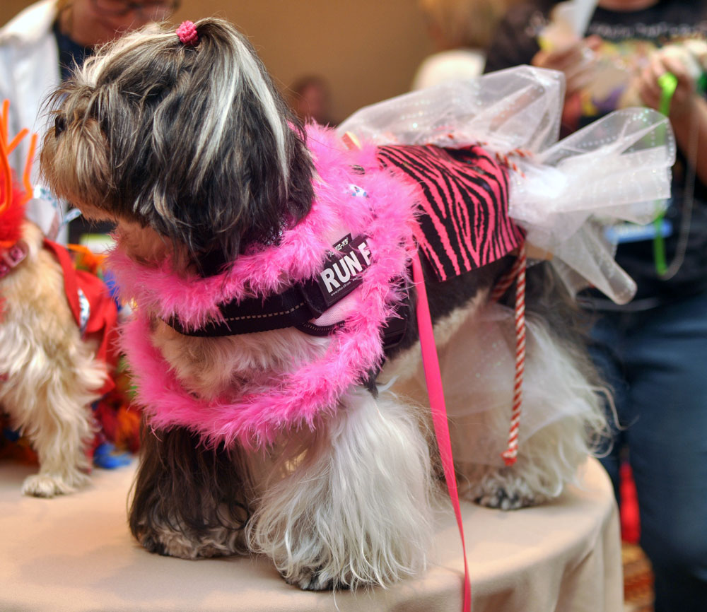 Riley of Oh My Shih Tzu at Pawject Runway