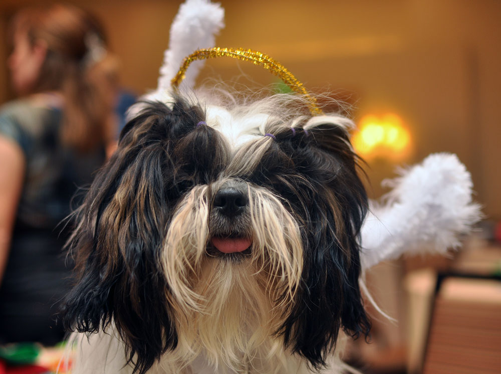 The 10 things I loved most about my first BlogPaws Conference! Kevin of Oh My Shih Tzu.