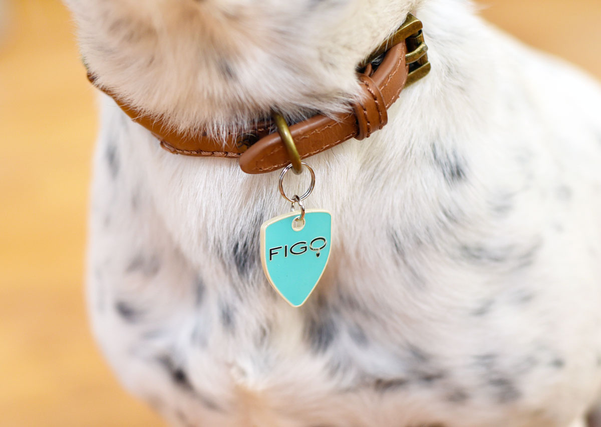 Why do I love Figo Pet Insurance? Let me count the ways... Here are 9 reasons why I think Figo is the best pet insurance for today's pet owners!