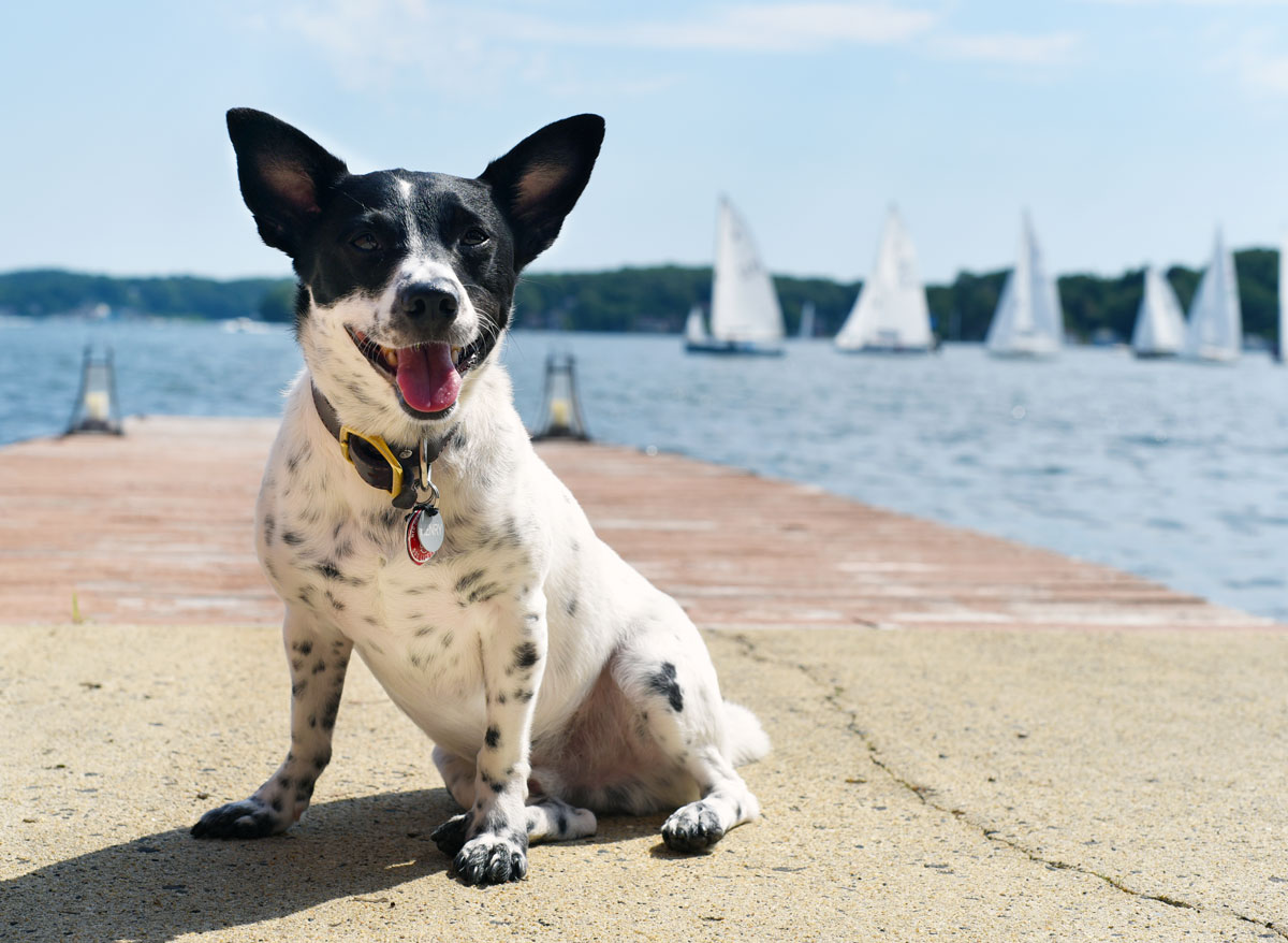Why do I love Figo Pet Insurance? Let me count the ways... Here are 9 reasons why I think Figo is the best pet insurance for today's pet owners!