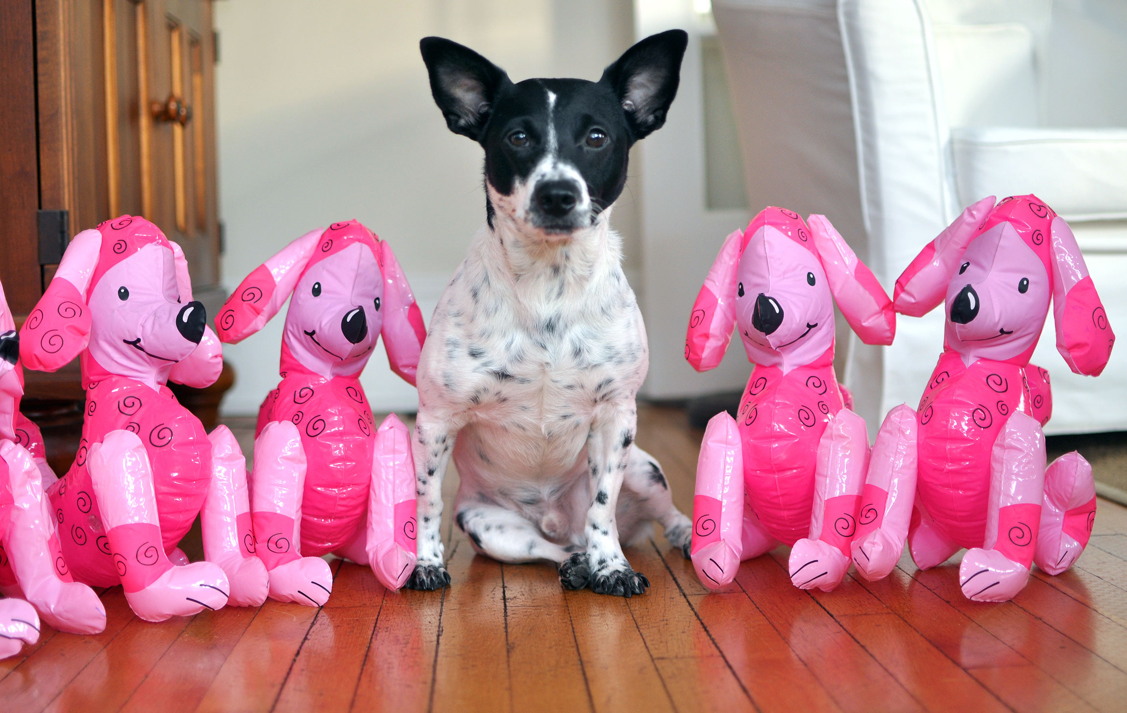 Why do I love Figo Pet Insurance? Let me count the ways... Here are 9 reasons why I think Figo is the best pet insurance for today's pet owners!