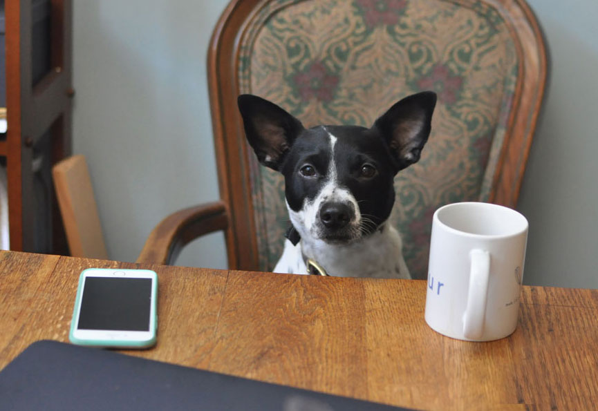 Why do I love Figo Pet Insurance? Let me count the ways... Here are 9 reasons why I think Figo is the best pet insurance for today's pet owners!
